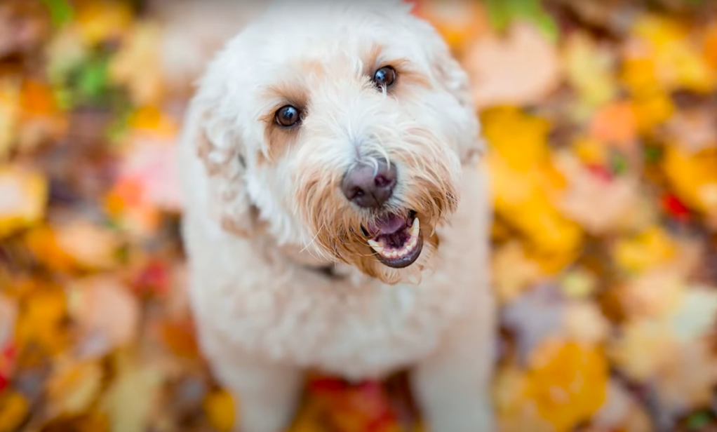 Westiepoo smiling, sitting in a pile of autumn leaves.