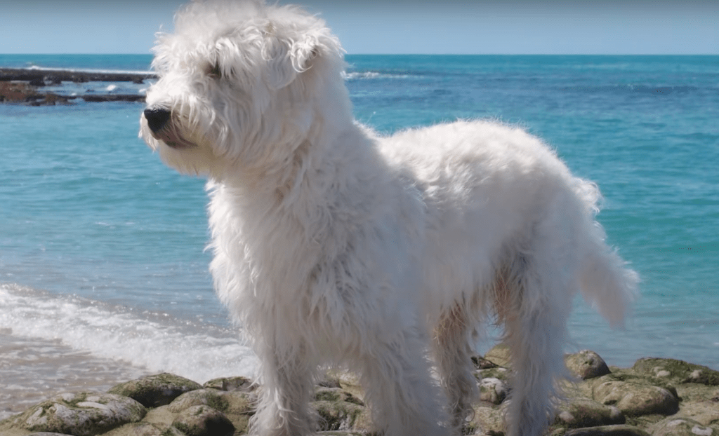 West highland white terrier and 2024 poodle mix