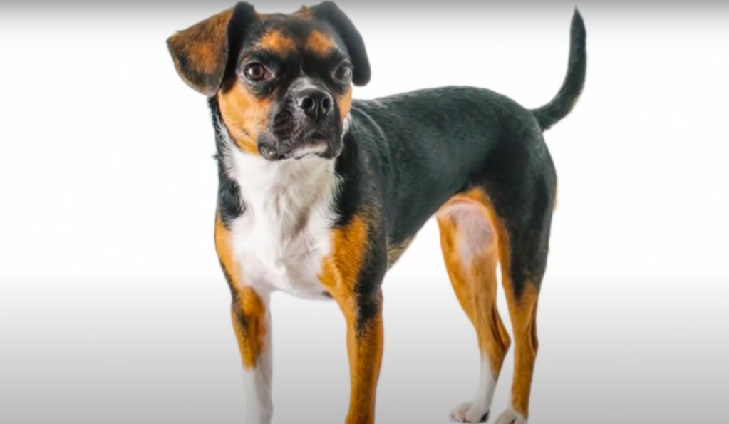 Boglen Terrier standing against white studio backdrop