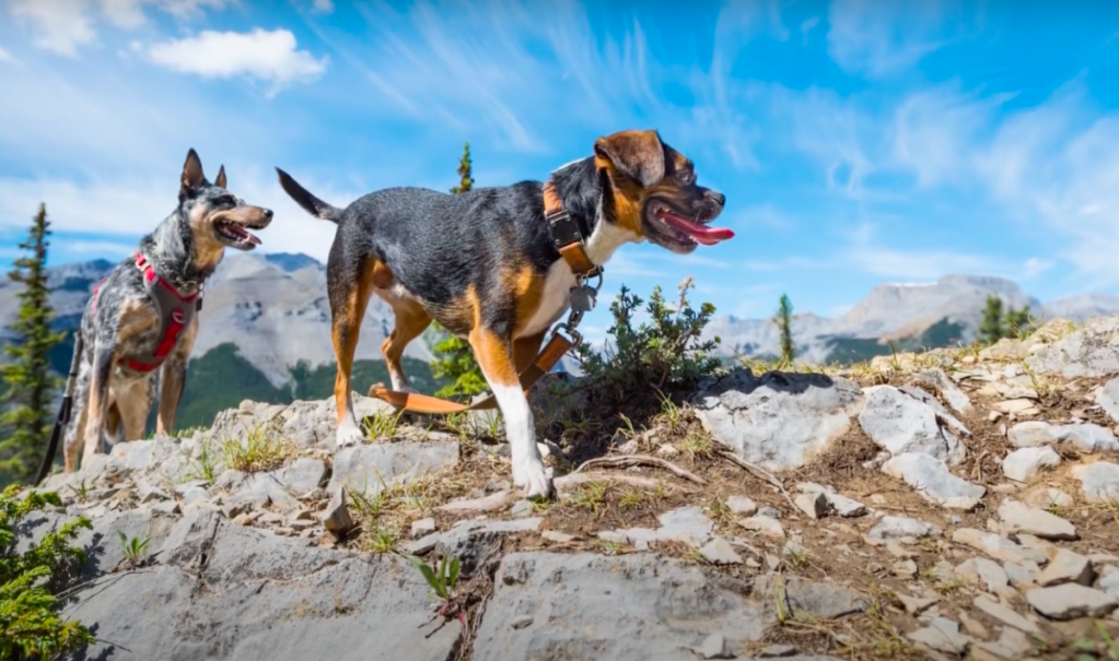 Boglen Terrier walking on a mountainous trailwith a Blue Heeler mixed dog breed trailing behind