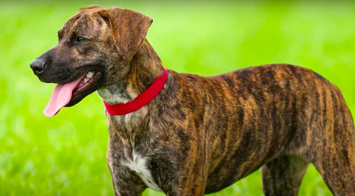 Treeing Tennessee Brindle Dog Breed Information & Characteristics