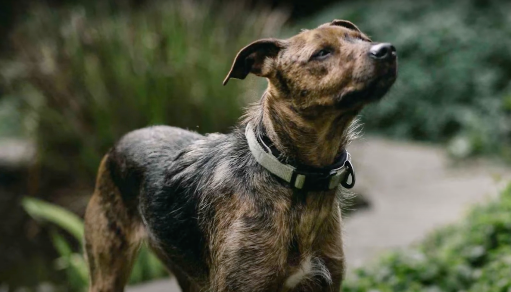 Treeing tennessee best sale brindle puppy