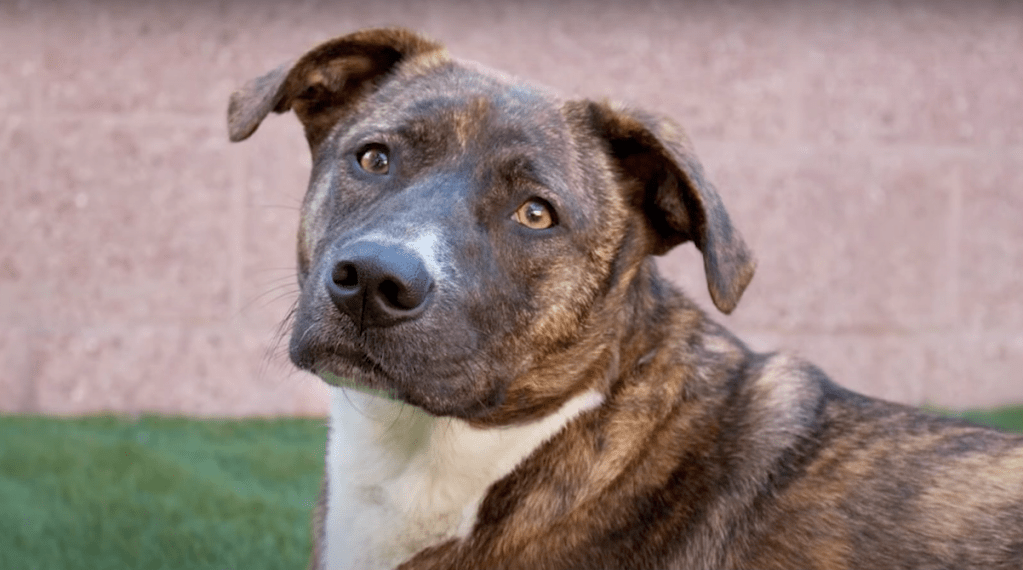 Tennessee store brindle coonhound