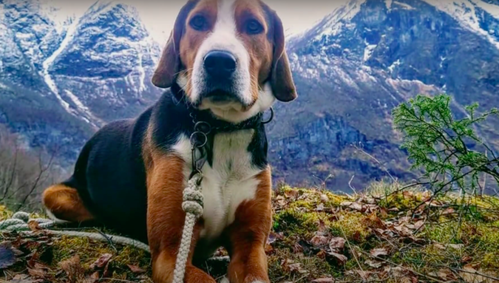 Photo of a Hamiltonstovare dog with mountain range in the background