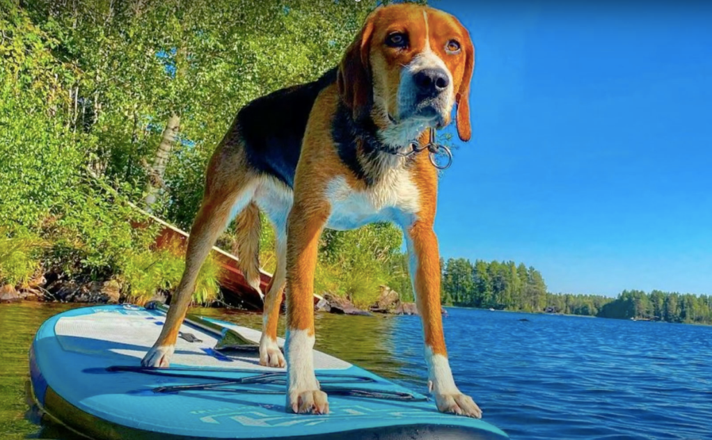Talented Hamiltonstovare dog standing on a paddle board