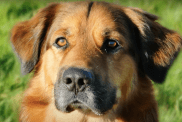 Close-up photo of a Golden Shepherd looking at the camera