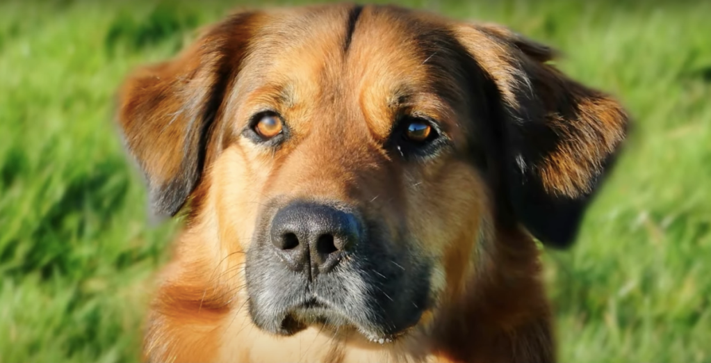 Close-up photo of a Golden Shepherd looking at the camera