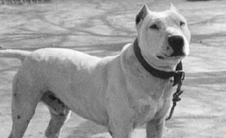 Black and white photo of a Cordoba Fighting Dog, an extinct dog breed.