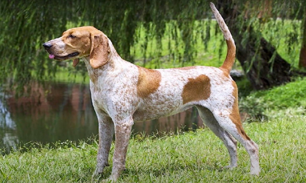 American English Coonhound standing alert near a pond of water