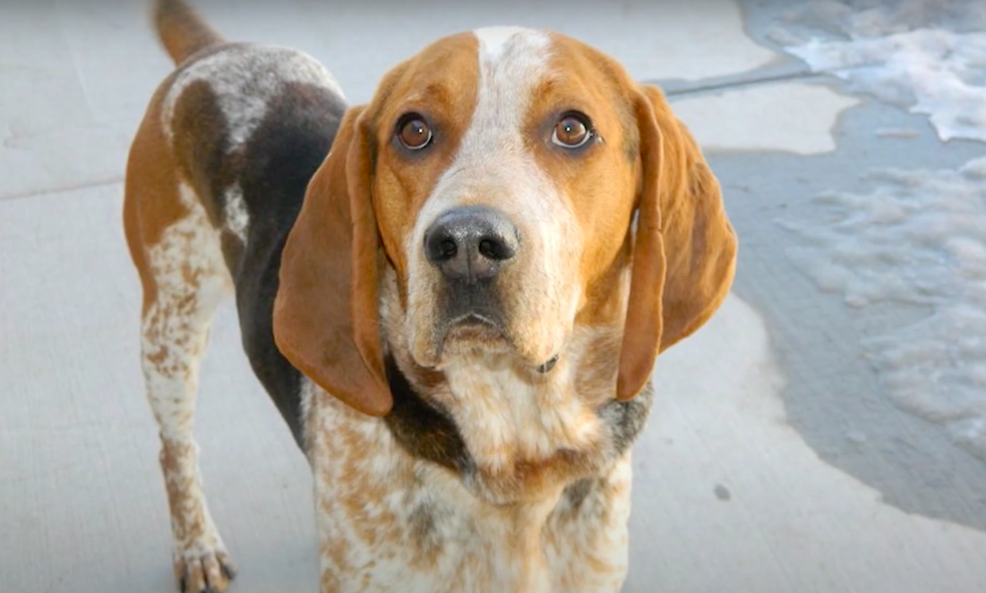 American English Coonhound Dog Breed Information