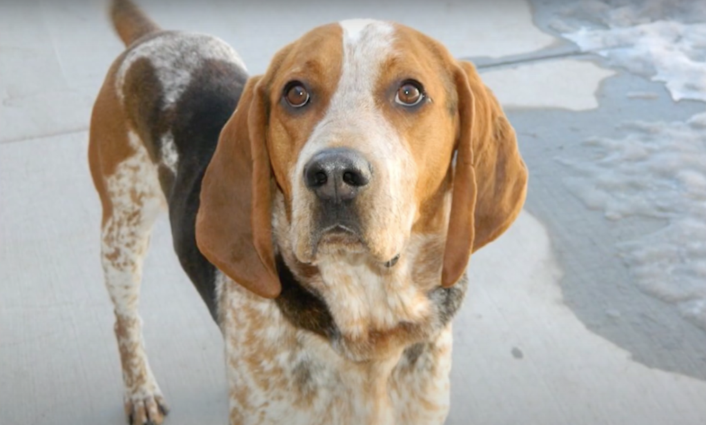 American English Coohound looking into the camera.