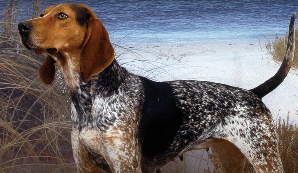 Alert American English Coonhound standing at attention.