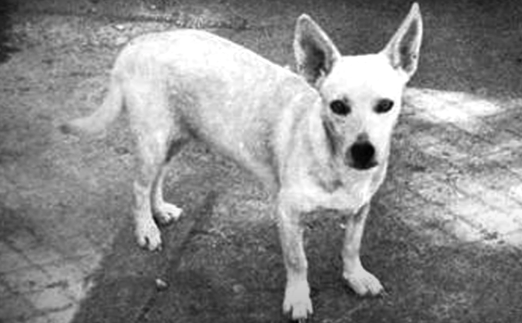 Black and white photo of a Hawaiian Poi Dog, an extinct dog breed.