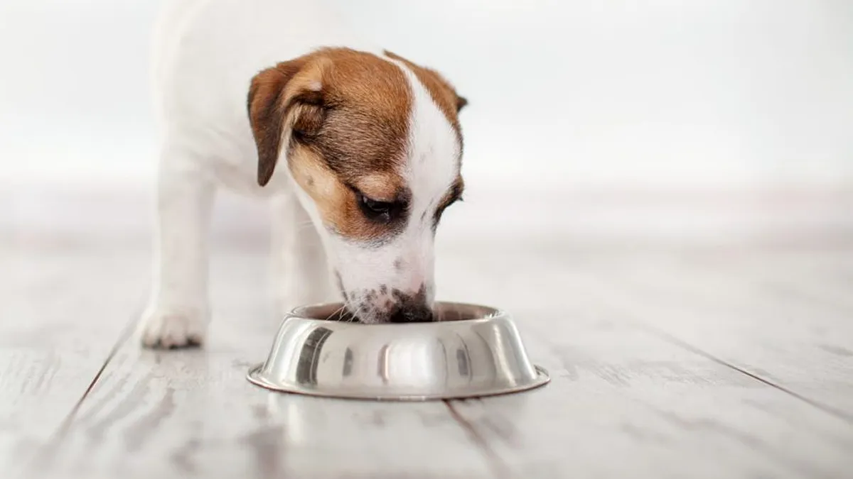 Stella Chewy Has the Dog Food Brand Issued a Recall in 2024