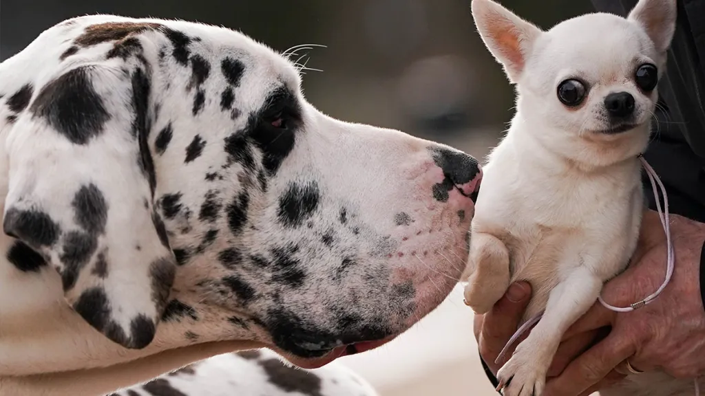 Les races de chiens qui vivent le plus longtemps au monde