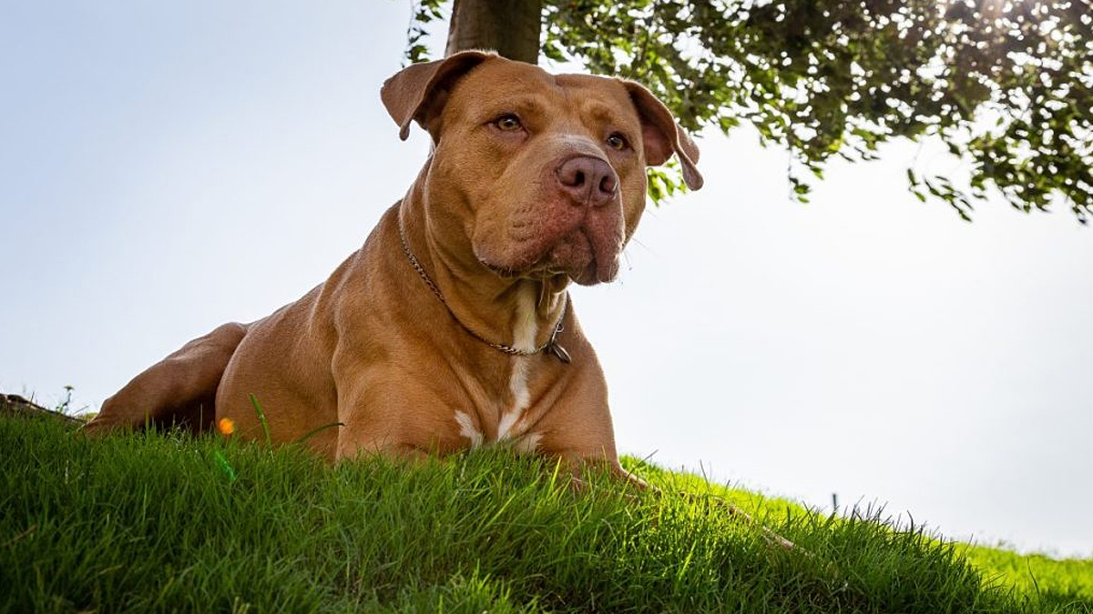 Abandoned Dog Discovered in Backyard by New Homeowners