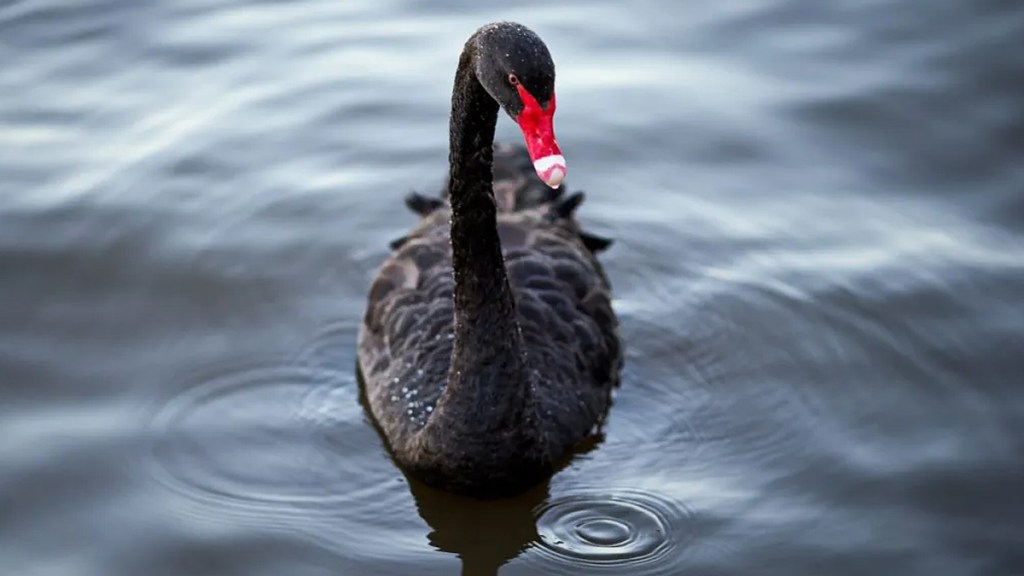 black swan