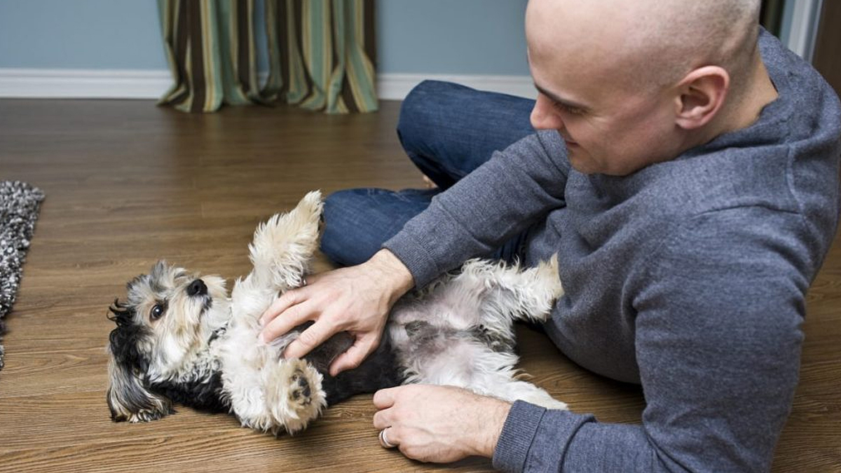 Why Do Dogs Like Belly Rubs? Do All Dogs Like Them?