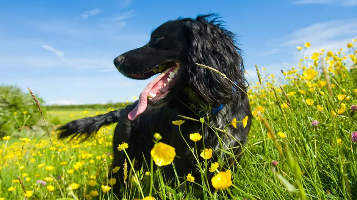 Dog Breeds With Higher Cancer Risk Uncovered By New Research   Dog Breed Cancer Rates 