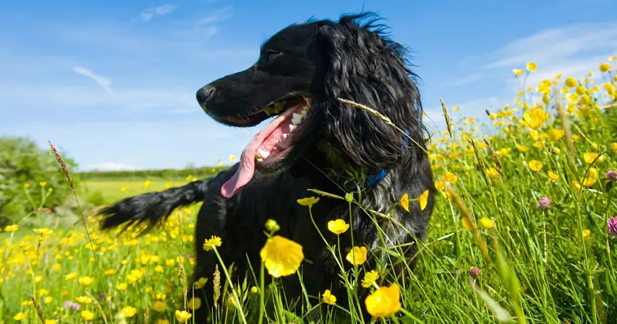 Dog Breeds With Higher Cancer Risk Uncovered by New Research