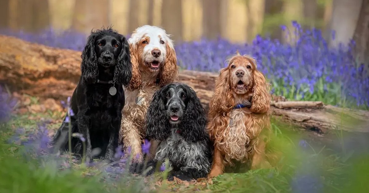 22 'Confused & Bewildered' Dogs Rescued from House in Wales, UK