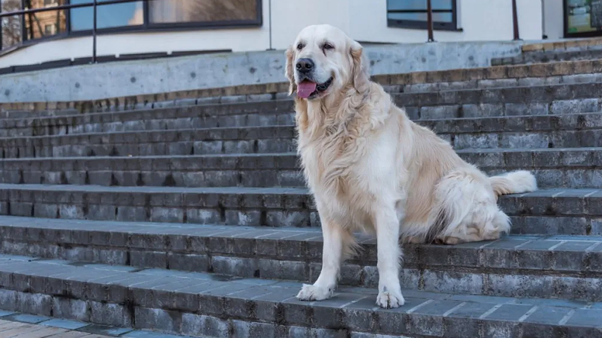 Golden top retriever stairs