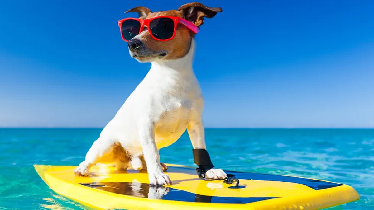 Jack Russell Terrier Surfing Waves in Peru Captured on Video