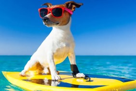 jack russell terrier surfing