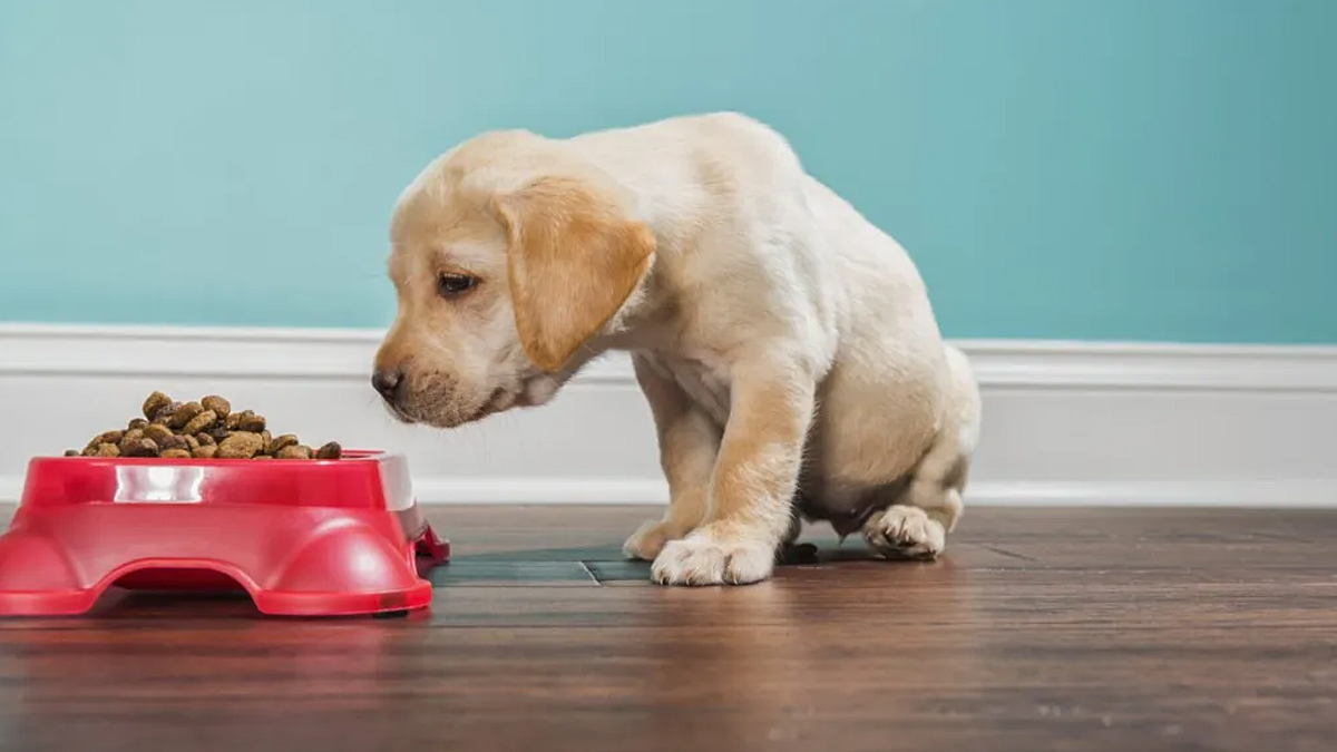 Nom Nom Dog Food Has the Brand Issued a Recall in 2024?