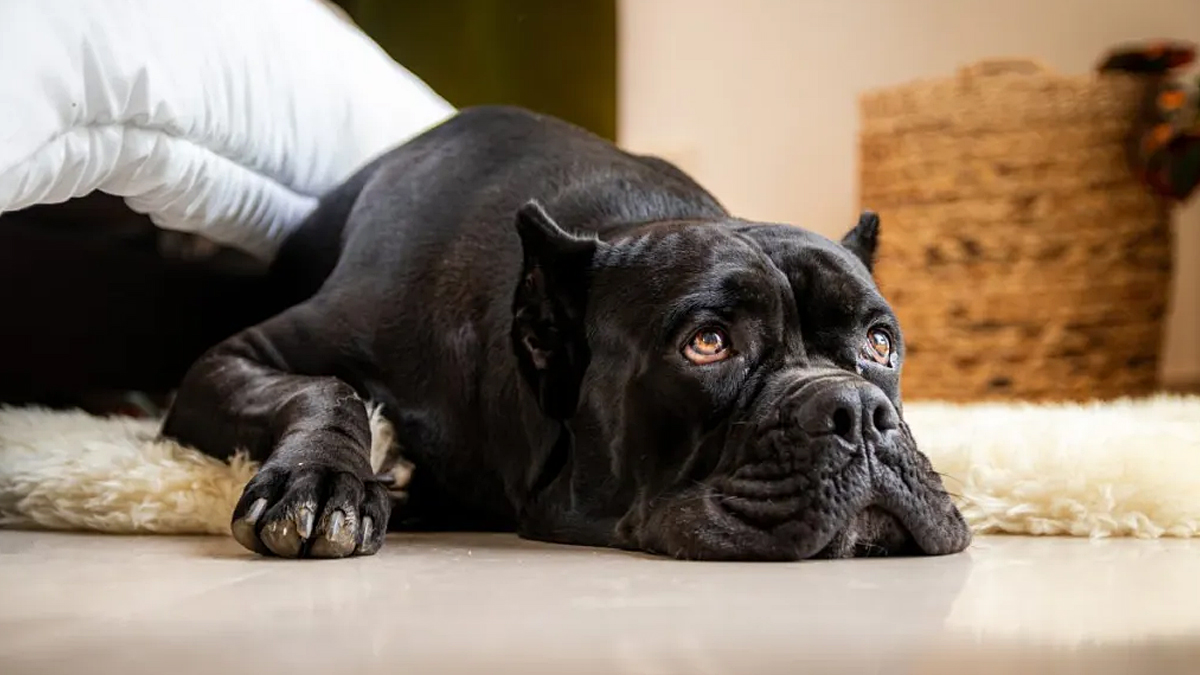 Sleepy Dog Takes Himself to Bed, Charms TikTok Viewers