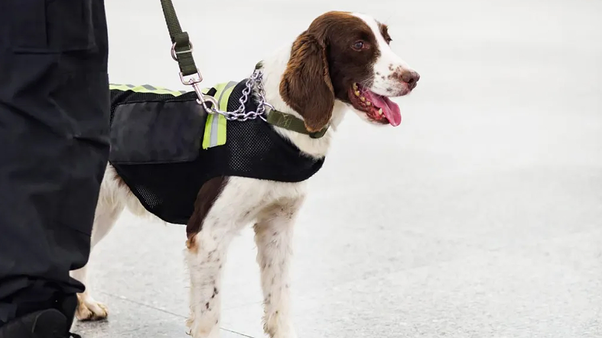Sniffer Dog Deployed by UK School to Tackle Student Vaping