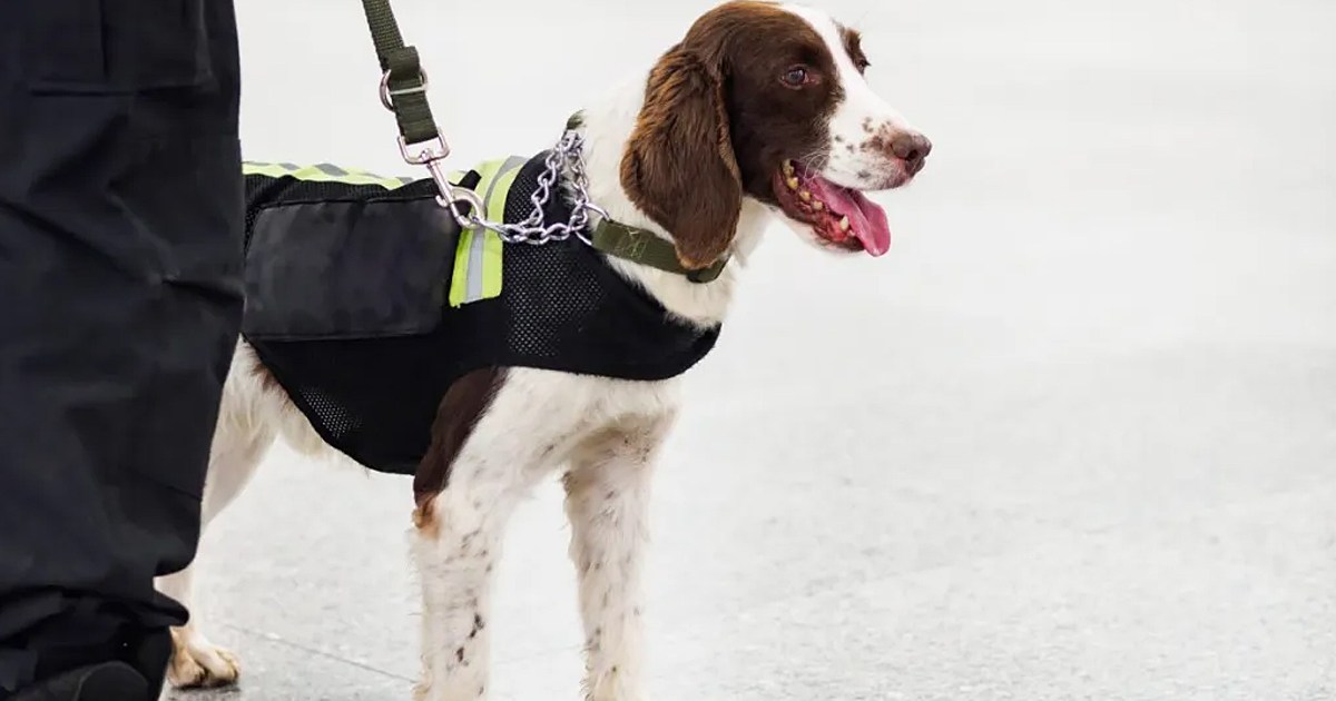 Sniffer Dog Deployed by UK School to Tackle Student Vaping
