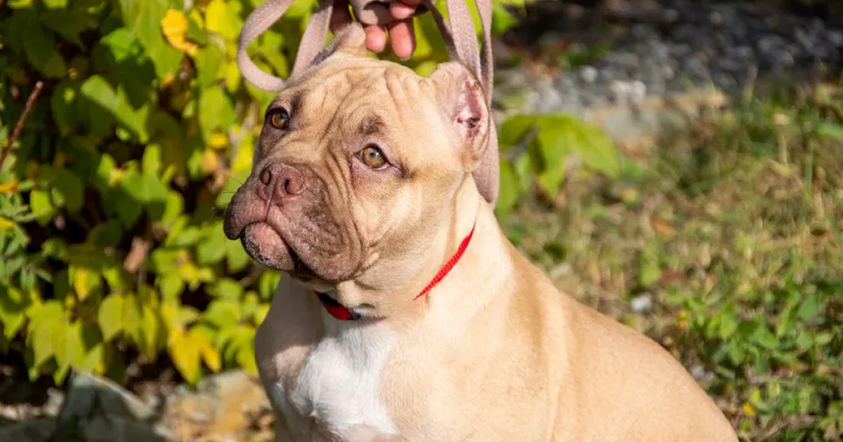 Life of XL Bully Saved Following Owner’s Death