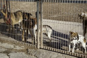 Dogs in cages, like the 100 mistreated dogs found in a rescue organization's New Jersey property.