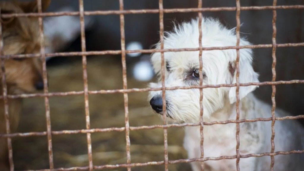 Sad-looking, neglected dogs inside a filthy cage, like the 150 dogs rescued from a North Carolina puppy mill