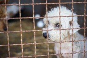 Sad-looking, neglected dogs inside a filthy cage, like the 150 dogs rescued from a North Carolina puppy mill
