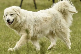 A Maremma livestock guardian dog walking in a field with goats. most Alberta dog thefts involved large rural dogs