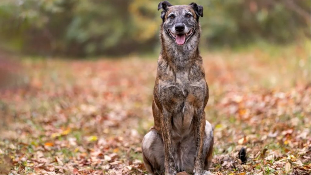 A Dutch Shepherd sitting in a field full of leaves with tongue out, a New Jersey animal control officer was arrested for dumping a malnourished Dutch Shepherd and leaving the animal for dead