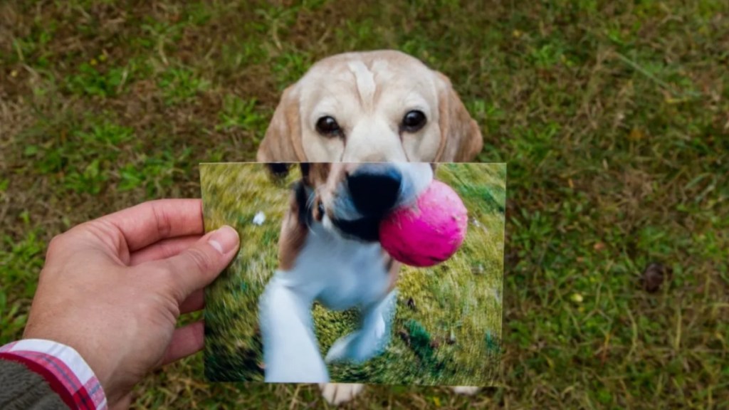 A senior dog with a photograph of his puppy stage, an anti-aging drug by Loyal is being developed to increase the lifespan of large dogs.
