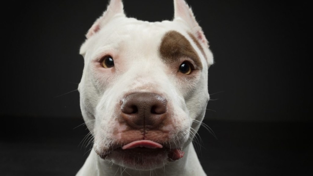 An American Pit Bull Terrier with tongue sticking out, lawmakers have proposed a new Arizona dog breed bill that favors tenants