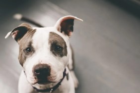 A Pitbull seated on the floor looking into the camera, investigations into the attack of the Atlanta man, his dog are ongoing
