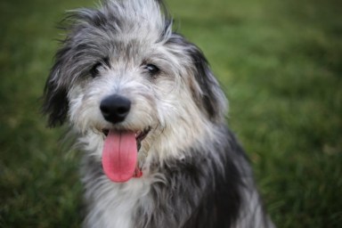 An Aussiedoodle with tongue out, like the Aussiedoodle in the viral TikTok video