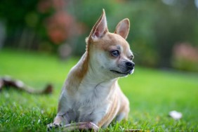 A Chihuahua lying on a green field looking sideways, A Wisconsin babysitter denied killing a dog