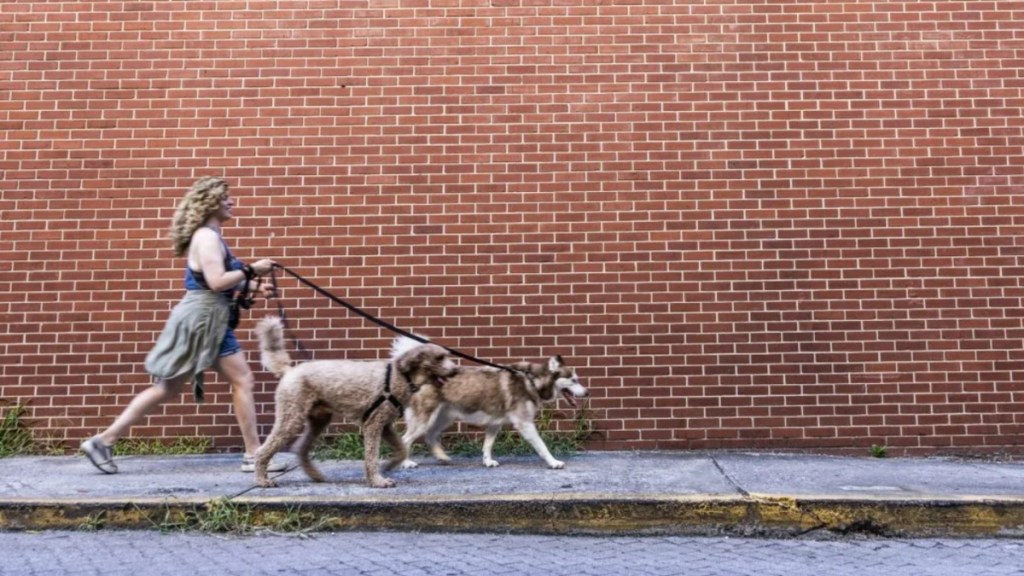 Best cities to walk your dog in 2024