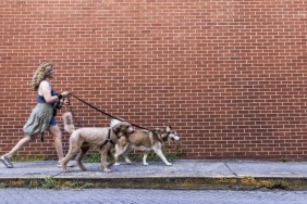 Best cities to walk your dog in 2024