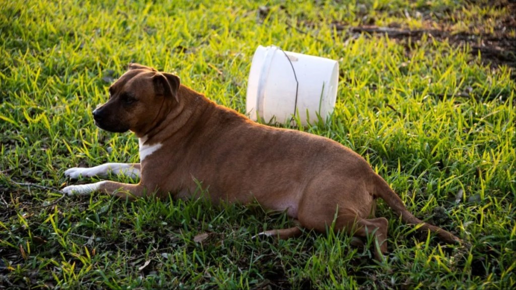 A Cane Corso dog on the grass, like the dog who got a box stick on their head.