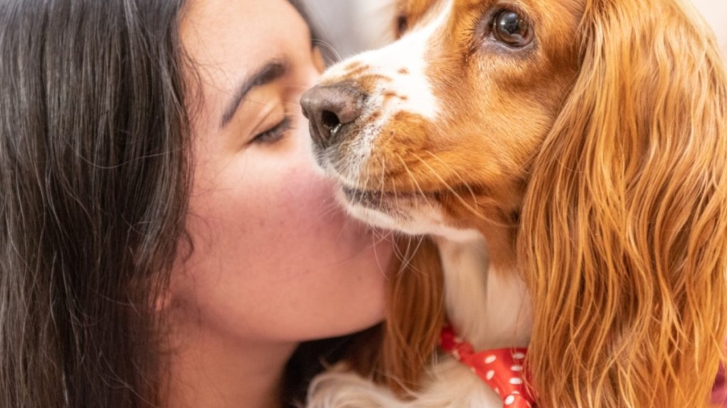 A Cocker Spaniel receiving a kiss similar to the viral dog on TikTok.