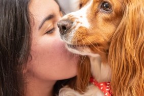A Cocker Spaniel receiving a kiss similar to the viral dog on TikTok.