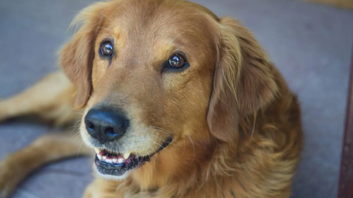 Connie the Container Dog Expecting Puppies After Heroic Rescue