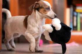 Jack Russell Terrier puppy holding a toy in his mouth.